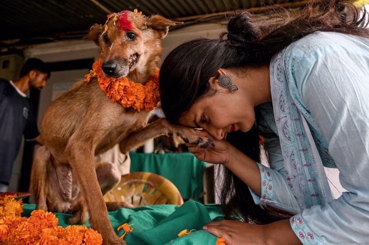 With marigold garlands around their necks, dogs took centre-stage in Nepal on October 31, on a day dedicated to humankind's loyal friend as part of a Hindu festival.