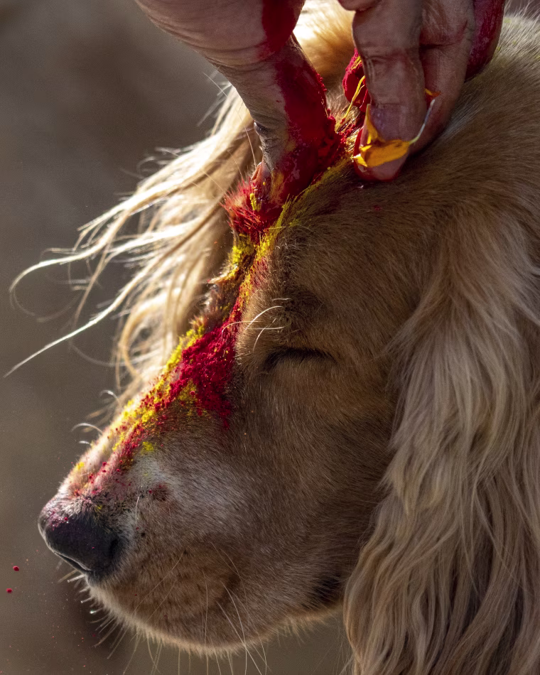 Nepa Dog Worship Armed Forces