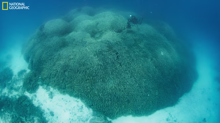 Massive coral reef discovered near the Solomon Islands.