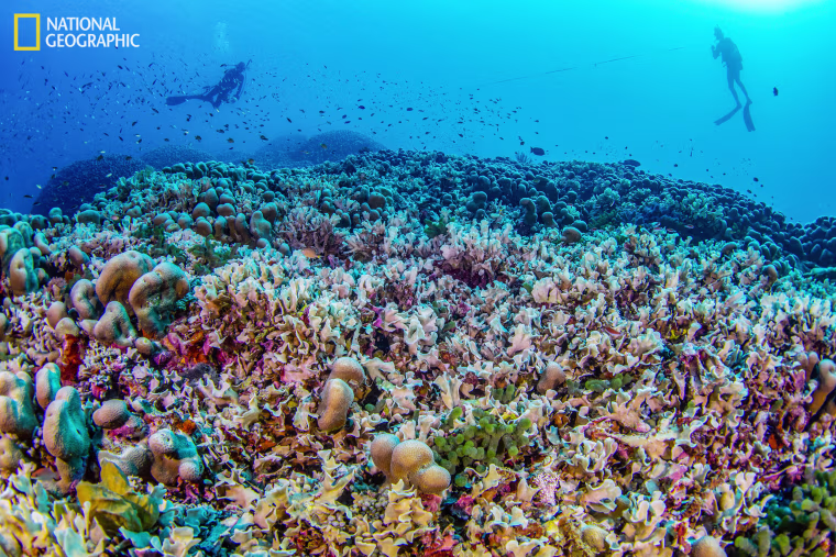 Massive coral reef discovered off the coast of the Solomon Islands