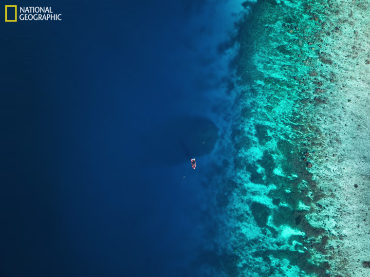 Massive coral reef discovered in the Solomon Islands