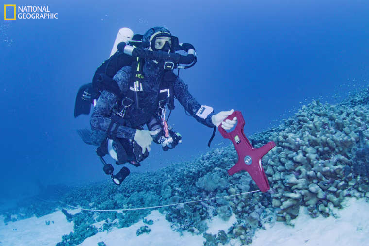 Massive coral reef discovered in the Solomon Islands