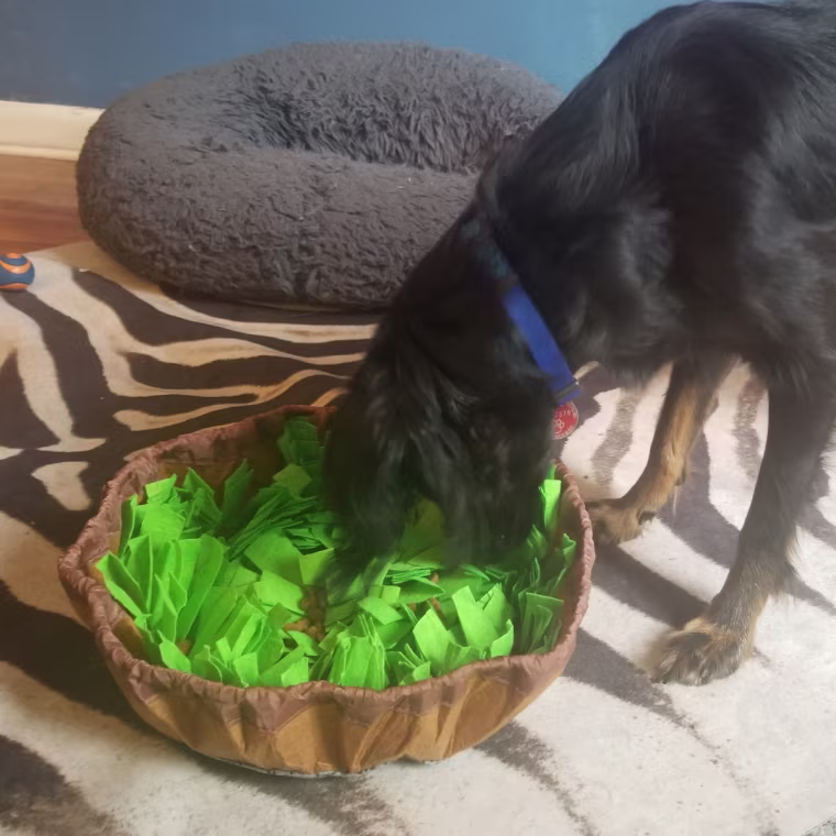 Black dog eating food from a green and brown snuffle mat toy