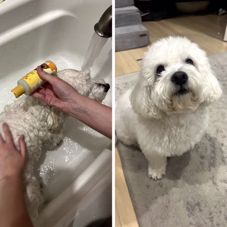 Side by side image of small white dog getting a bath and after bathing