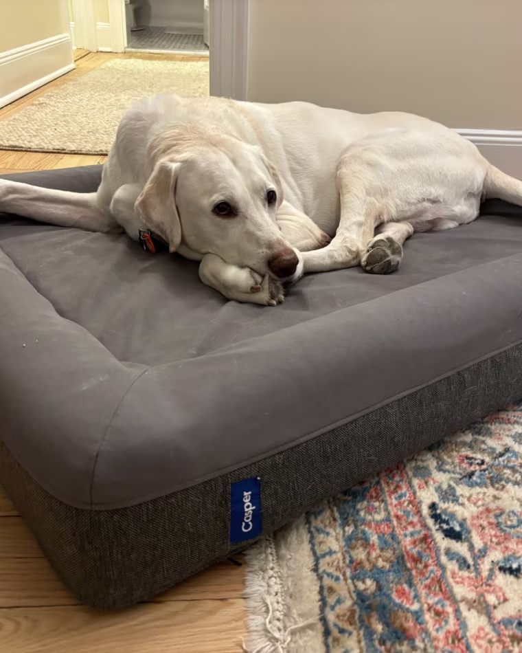 Yellow lab laying on gray dog bed on wood floor