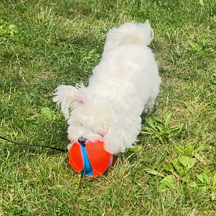 Small white dog playing with ball on grass