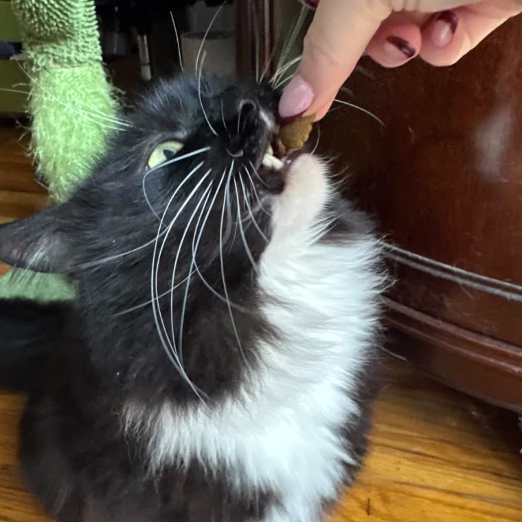 A woman’s hand giving a black and white cat a Greenies dental cat treat.