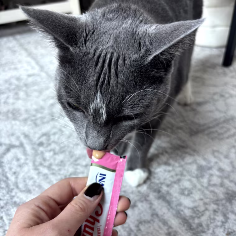 A woman’s hand holding a Churu cat treat while a gray and white cat licks it.