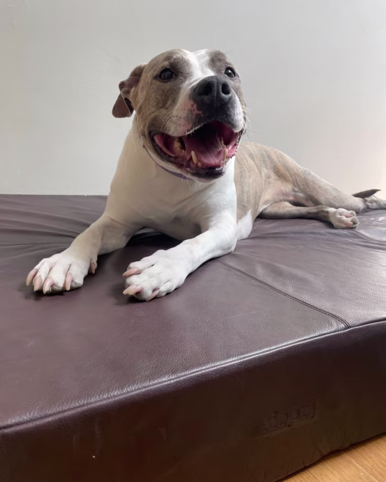 Pitbull laying on leather dog bed on a wood floor