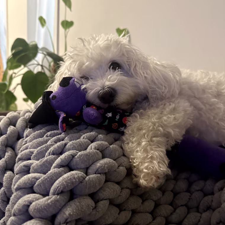 Small white dog sleeping on gray blanket with Halloween-themed toy