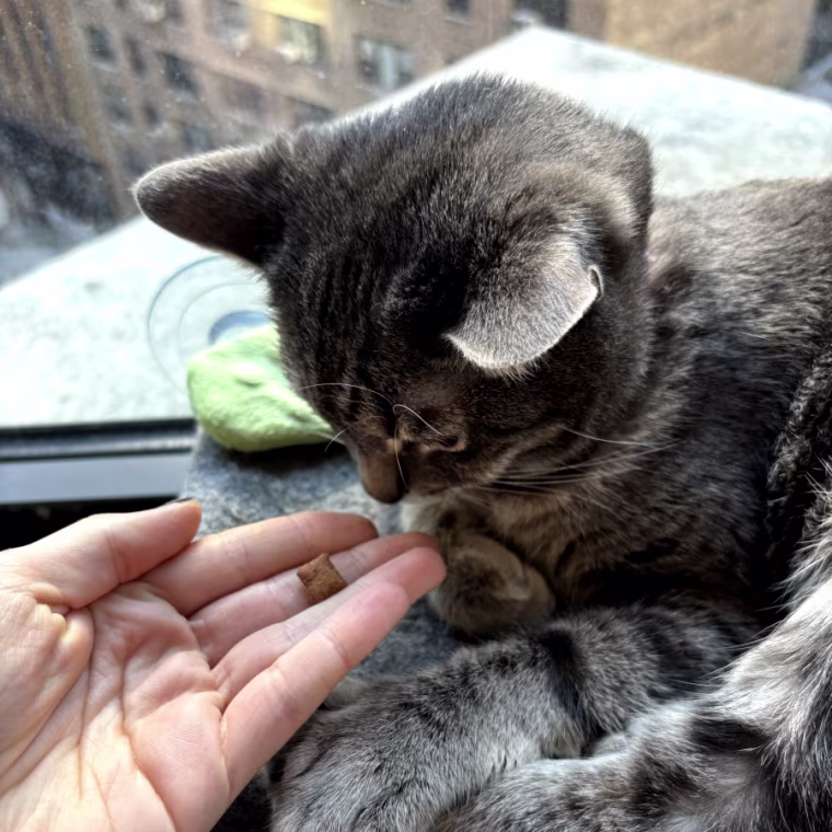 Woman’s hand holding out a Temptations cat treat to a cat sitting in a window.