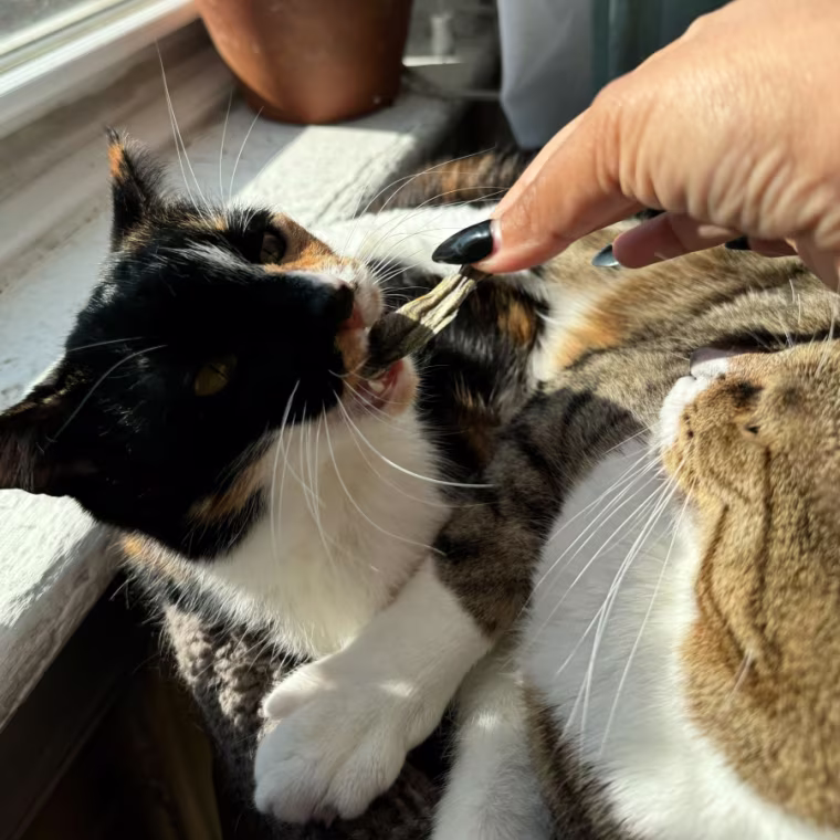 A woman’s hand holding a Vital Essentials minnow treat and feeding it to a cat.