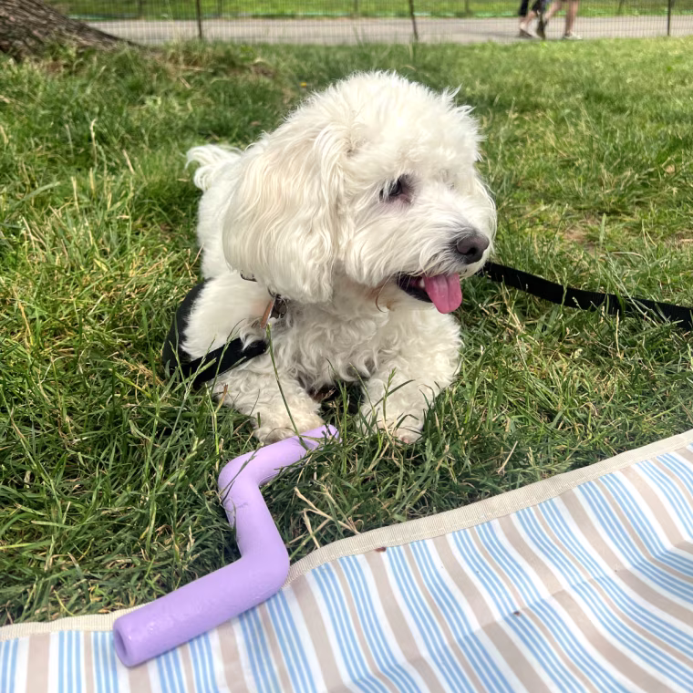 Small white dog laying on grass with lilac toys