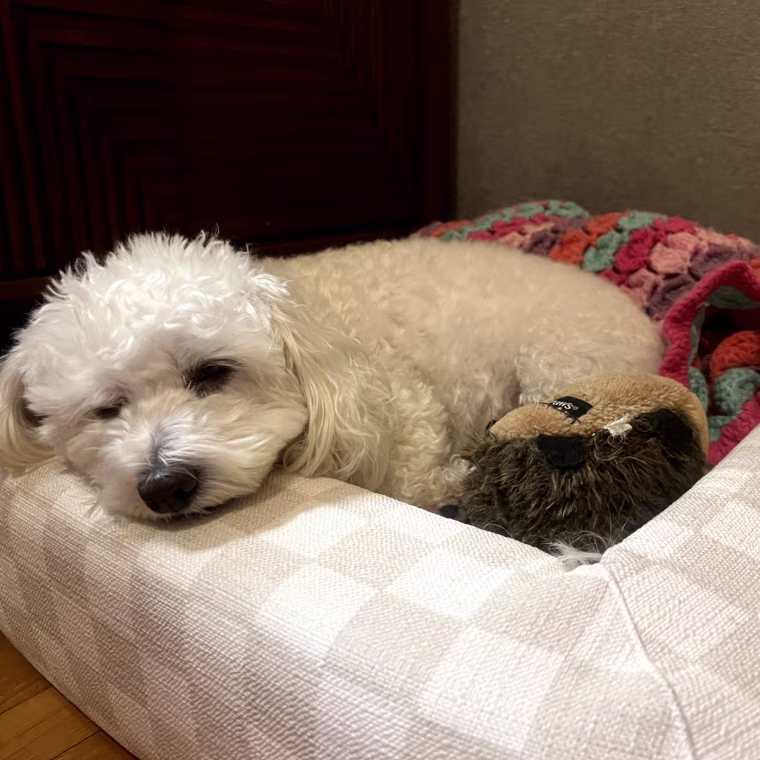 Small white dog sleeping on a beige checkered dog bed with colorful blanket and a hedgehog toy