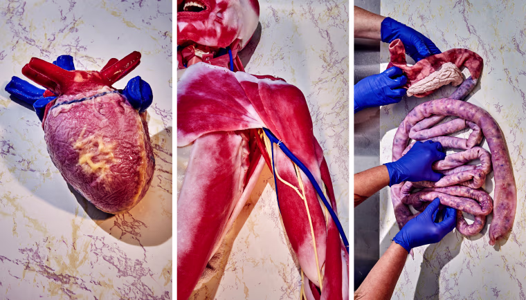 Synthetic models of a human heart, cadaver and intestines are displayed at SynDaver in Tampa, Fla.