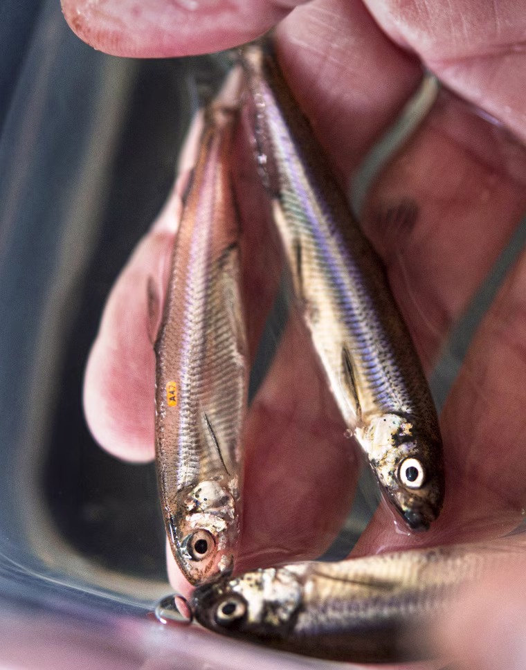 Smelt fish.