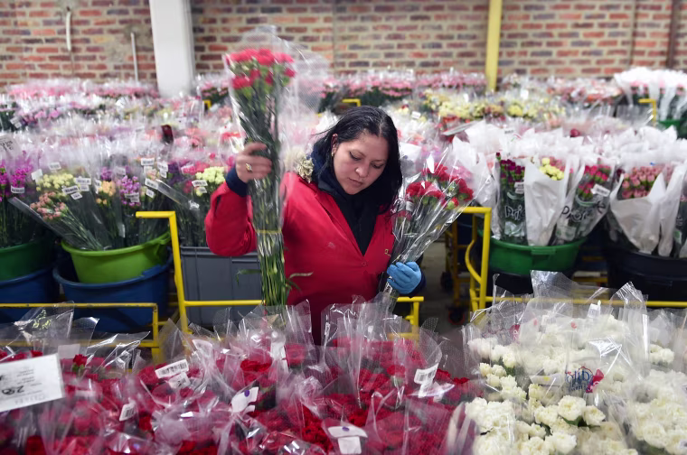 COLOMBIA-VALENTINE'S-DAY-FLOWERS