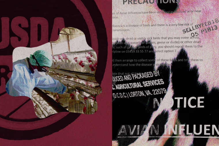 On the left side of the canvas, a red background with the USDA logo stamped over it; on top of the logo is a cutout of a photo of someone in lab gear attending to cages of chickens. On the right side of the canvas, a background of cowhide, with text overlay from various bird flu posters and dairy products.