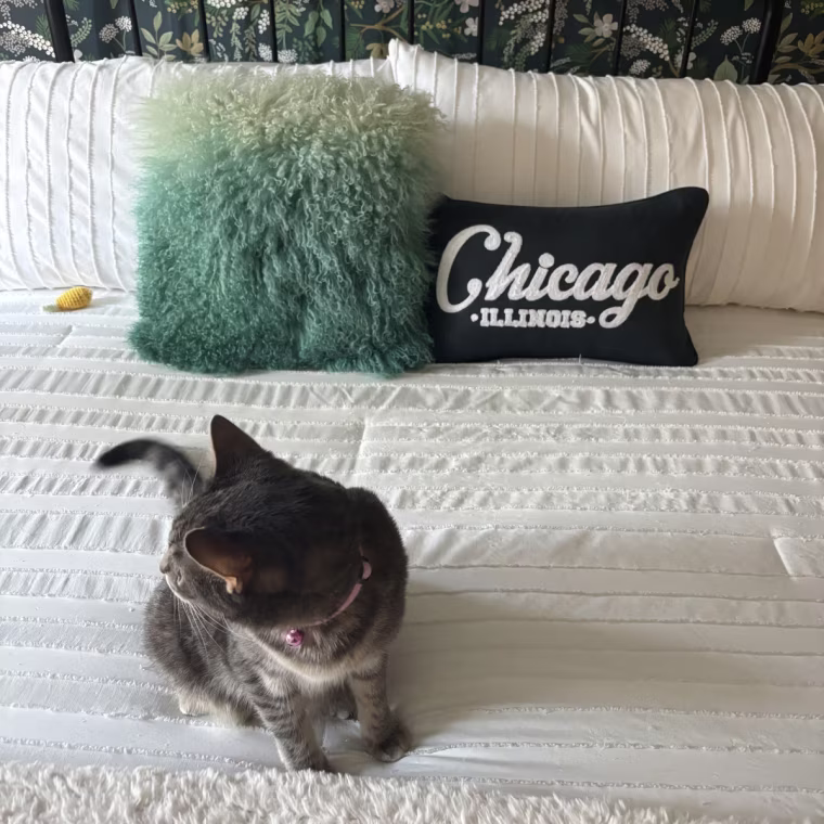 Cat sitting on top of made bed with the Bedsure embroidered comforter.