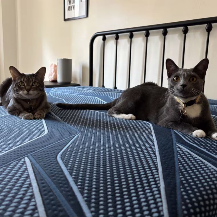 Two cats sitting on the surface of the Serta iSeries 2.0 Hybrid mattress.