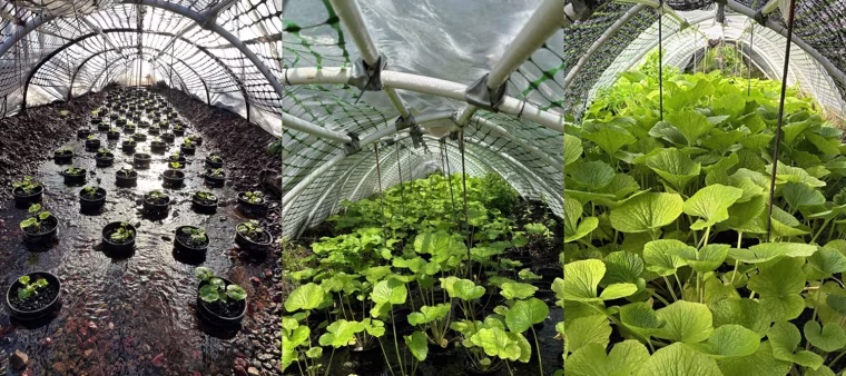 Wasabi grows in Shannon Maas' farm in Northern Calif.