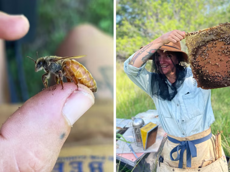 A bee on a thumb; Ang Roell holds a bee frame.