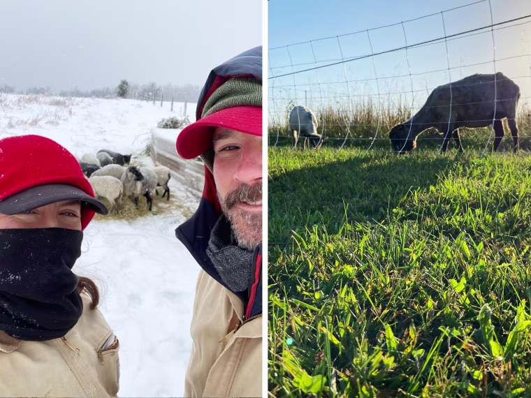 Brian and Elizabeth in the snow with sheep; two sheep graze on grass.