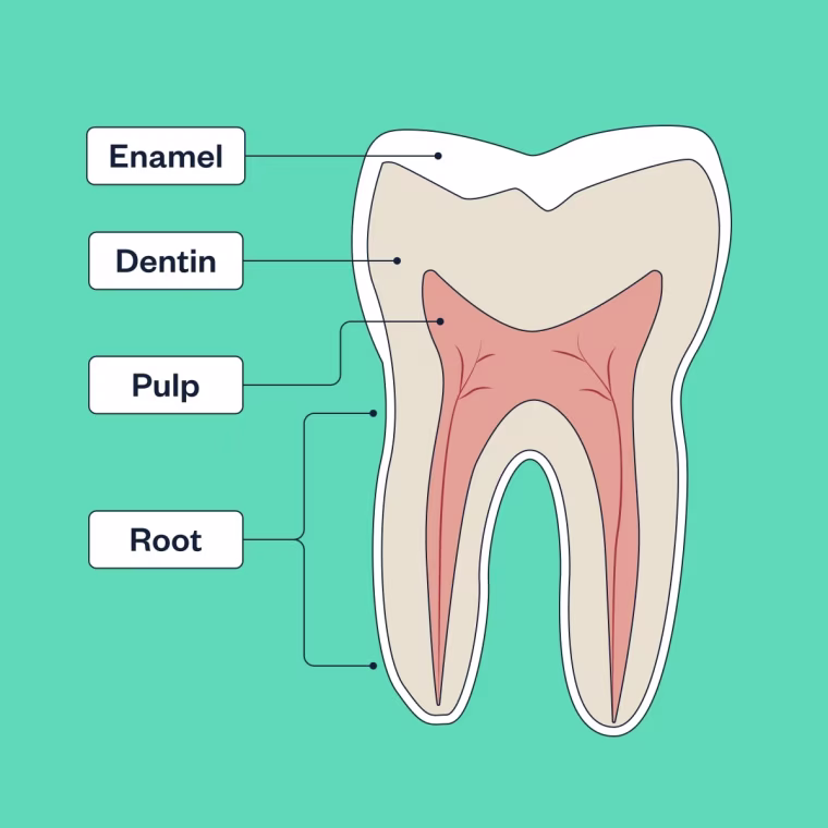 A graphic of a tooth labeling different parts, like the enamel, dentin, pulp, gum and root.