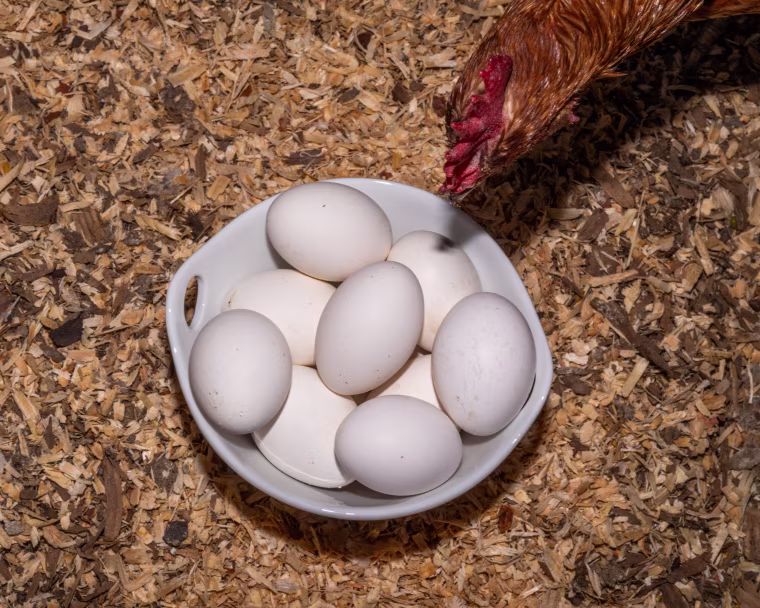 Naeema Finley started her backyard chicken coop five years ago. Now she has a steady small business.