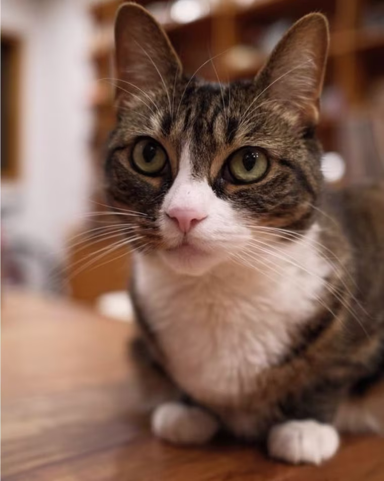 A close-up photo of a domestic shorthair cat looking at the camera.