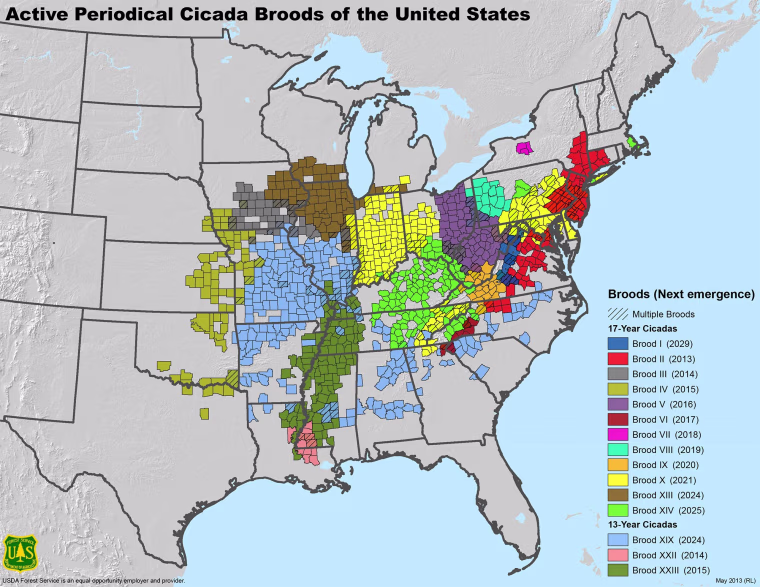 Map showing cicada broods