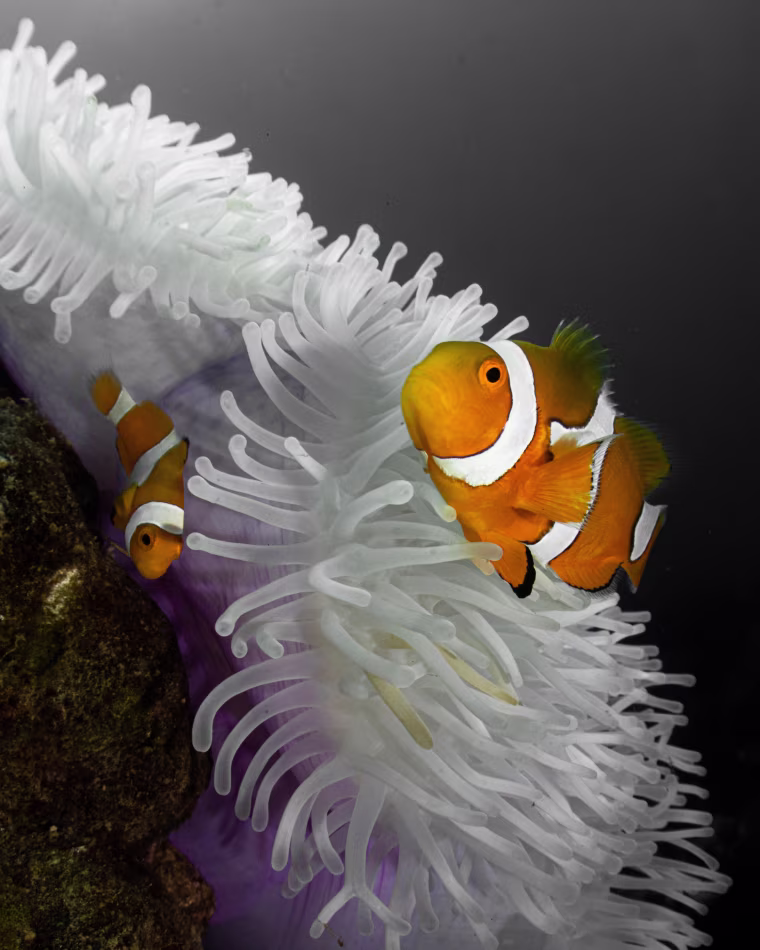 Shrinking Clownfish.