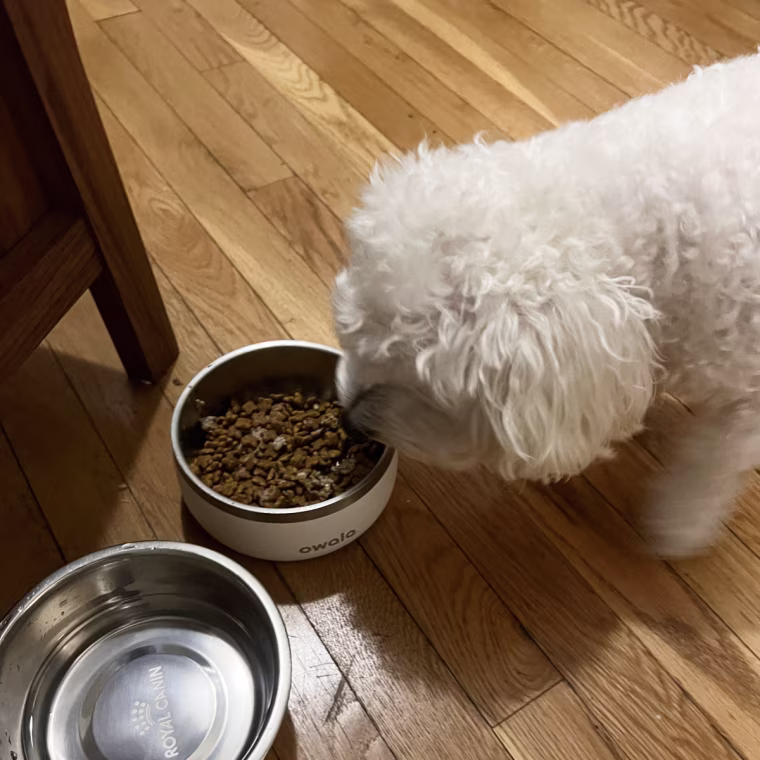 Small white dog eating food from a white bowl