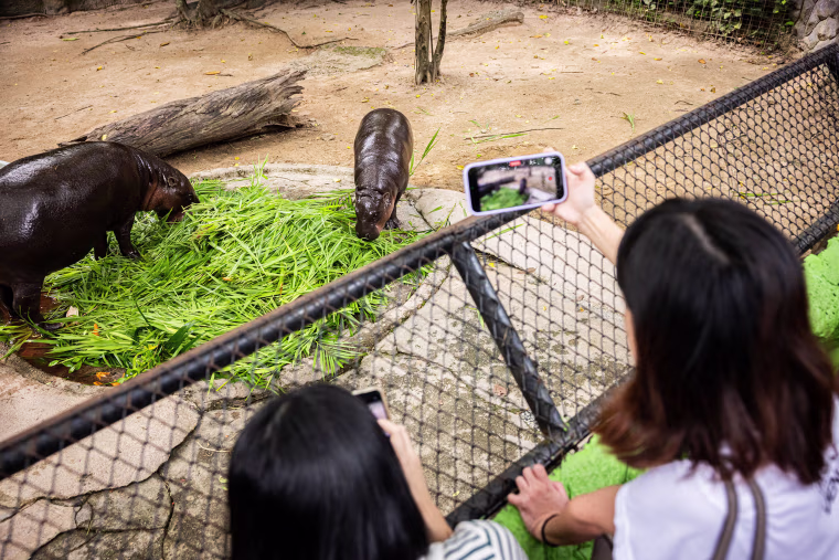 Image: Moo Deng, World Famous Pygmy Hippo, Celebrates First Birthday