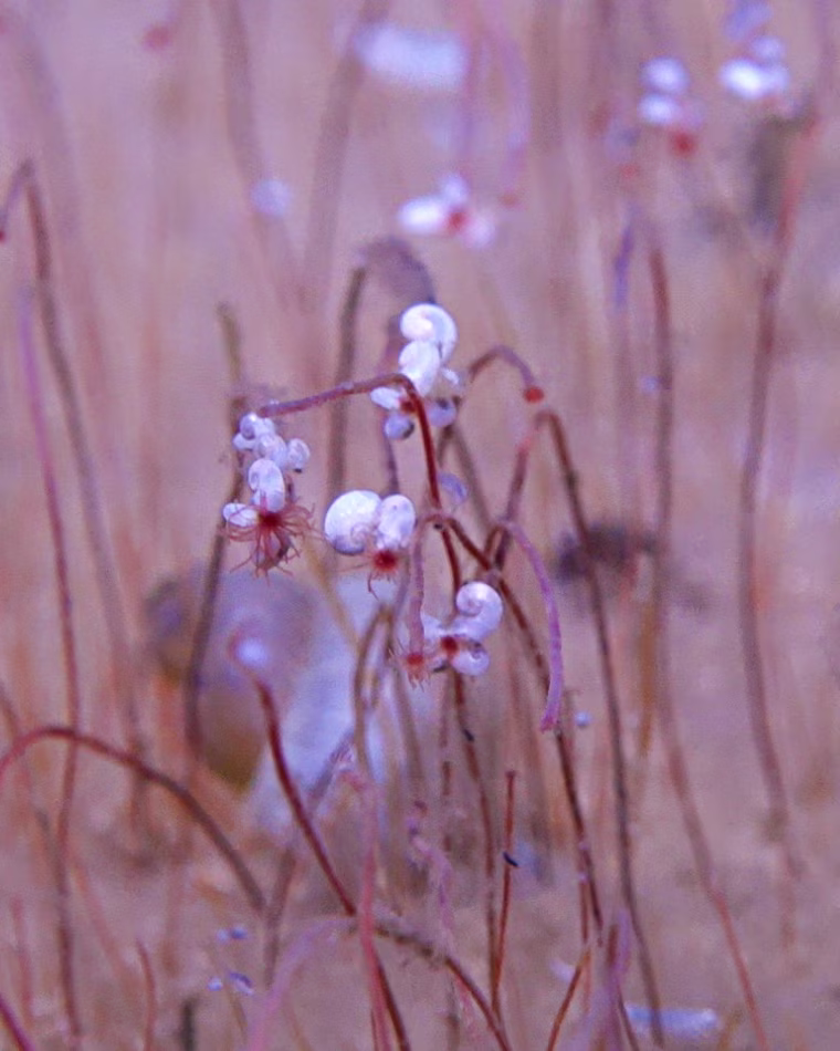 Wintersweet valley recorded by the crewed submersible Fendouzhe at 30,000 feet.