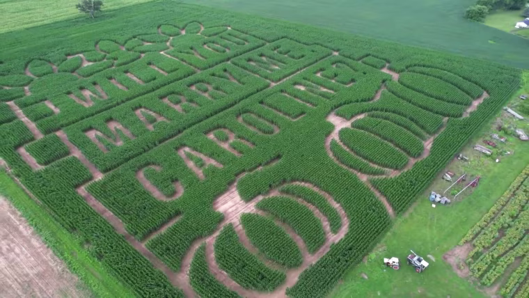 Marriage proposal etched into a 13-acre corn maze.