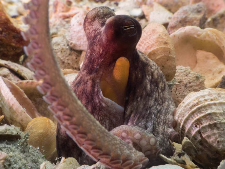 A wild common octopus in a shell rubble field.
