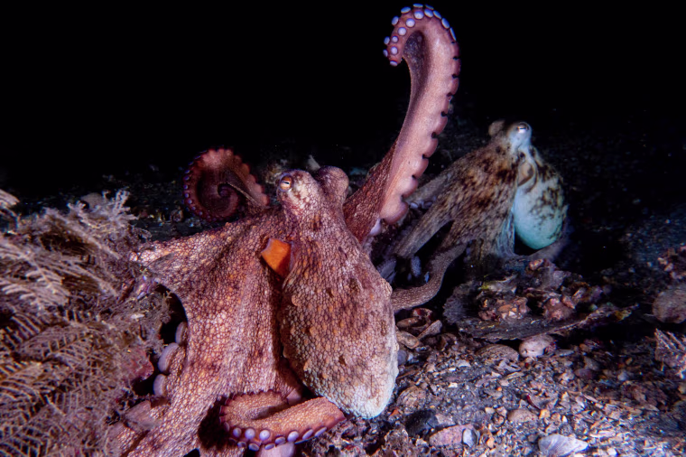 A mating pair of wild Octopus americanus, one displaying the arm action ‘raise’.