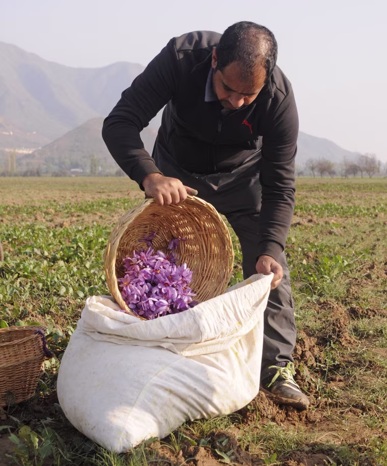 Saffron harvested by a local farmer for RANAVAT in Kashmir.
