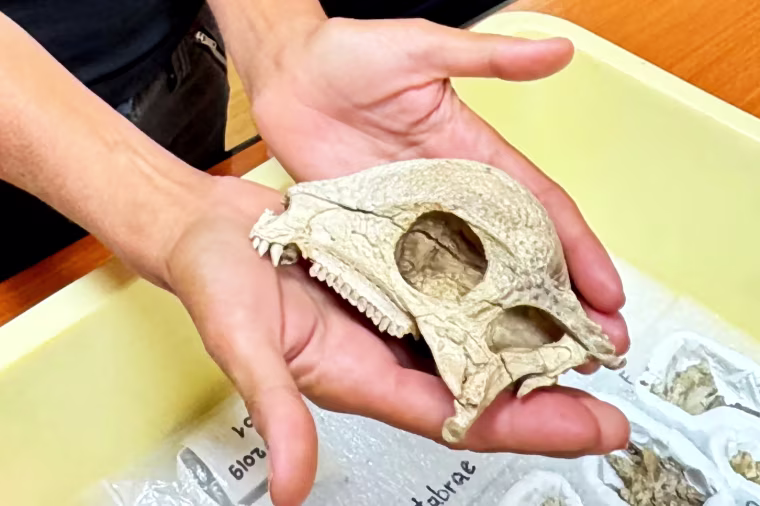 Paleontologist Lindsay Zanno holds the fossilized skull of the Cretaceous Period dome-headed dinosaur named Zavacephale rinpoche, whose remains were found in Mongolia