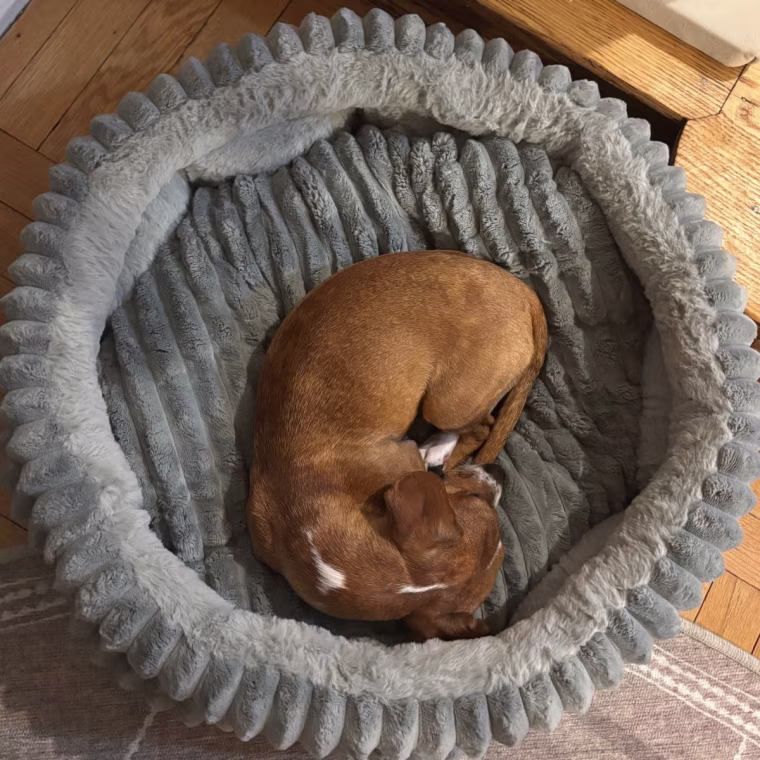 A puppy sleeping inside Balance’s grey Round Faux Fur Pet Bed.