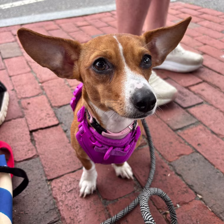 Puppy standing on rock with pink harness
