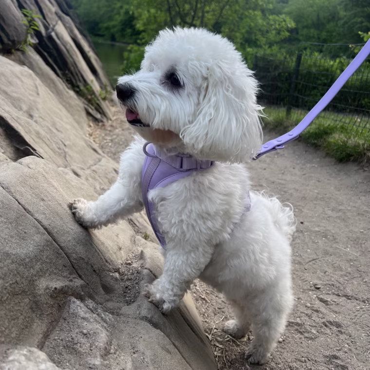 White dog on rock with purple Wild One harness