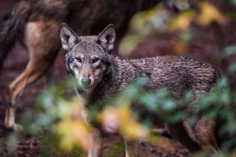 red wolf