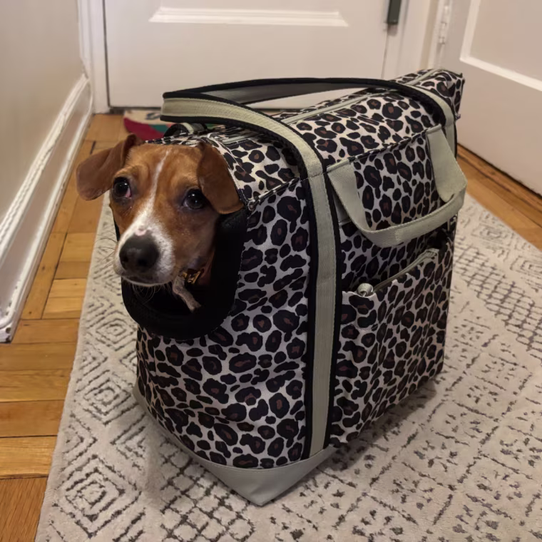 Malin uses Cleverpup’s Transit Tote almost every day to bring her dog to daycare and run errands — it’s comfortable for her to hold and for her dog to rest in.