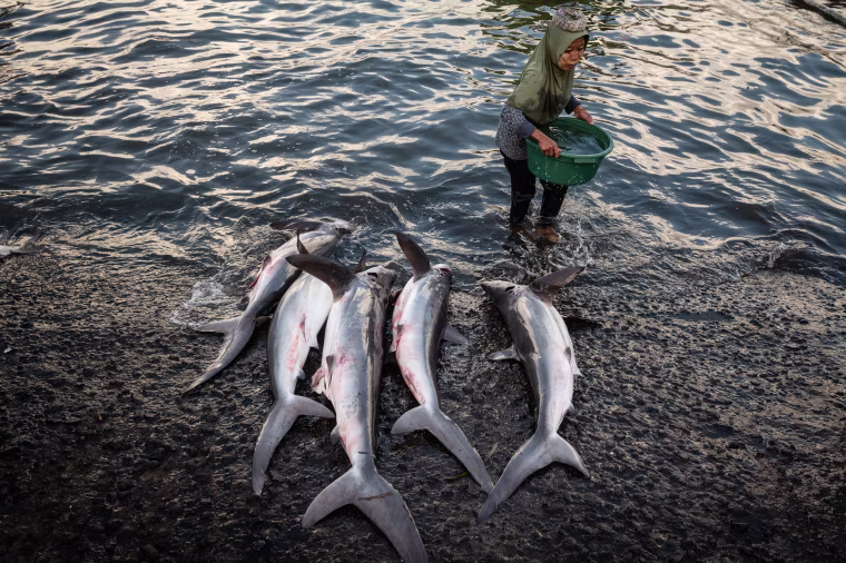 Overfishing in SE Asia
