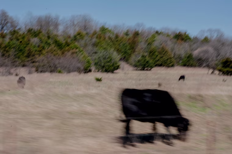 Cattle on the road.
