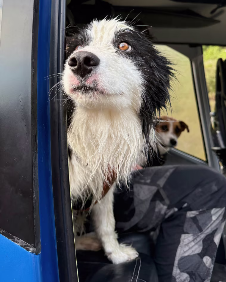 New Zealand Dog Rescue