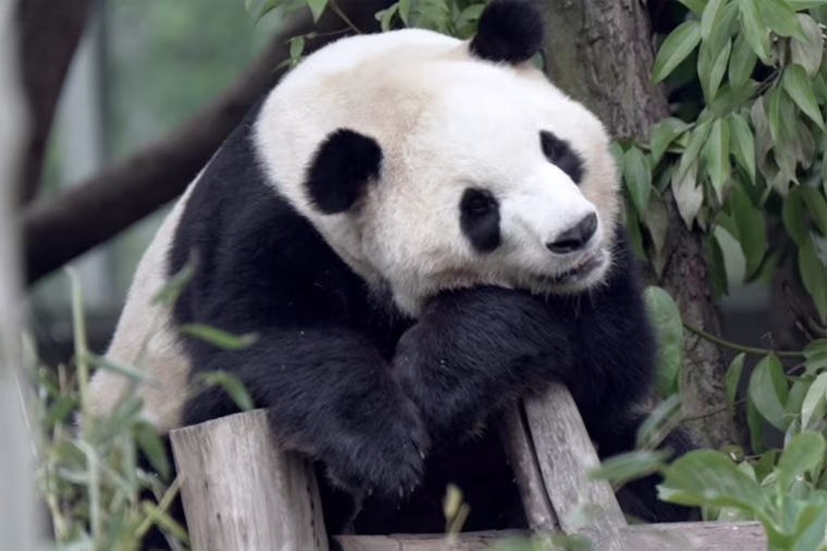 Fu Shuang in Chengdu, China, in early May.