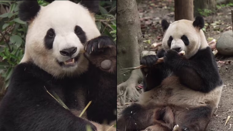 Meet Fu Shuang and Ping Ping!